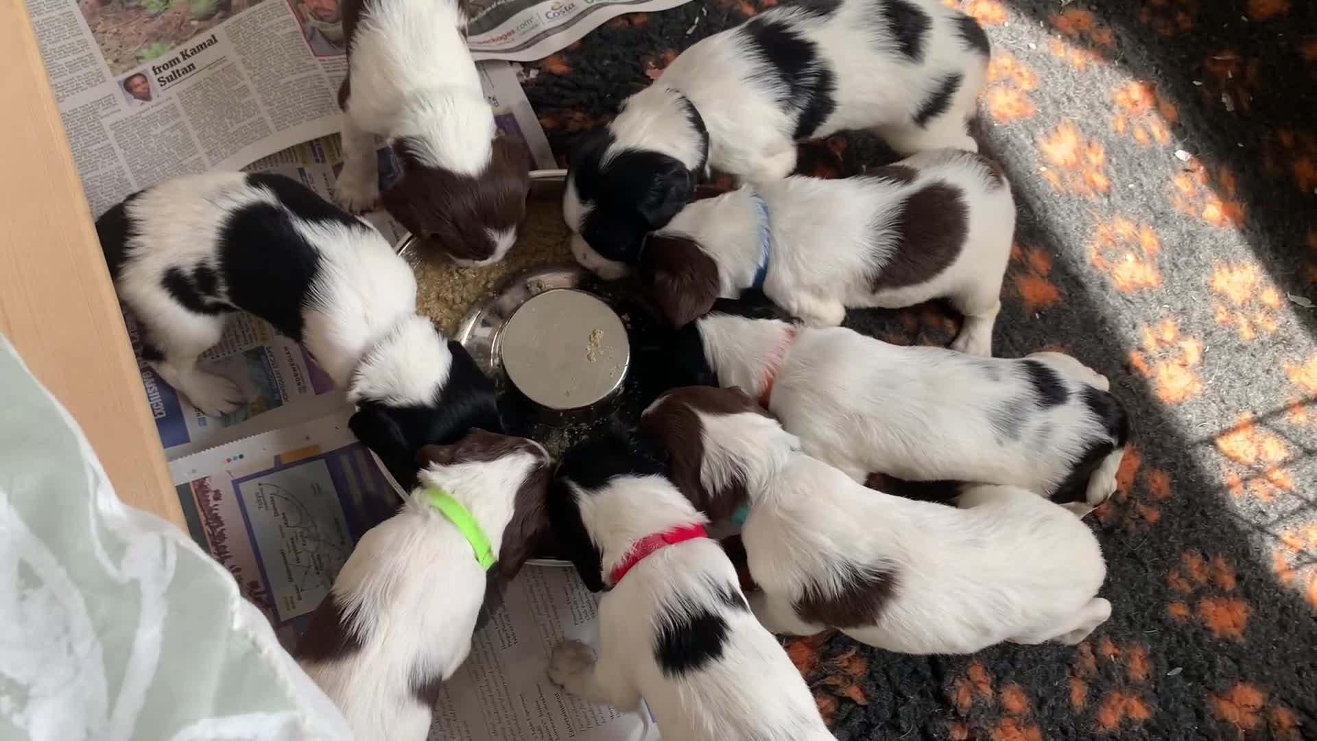 English Springer Spaniel dogs for sale: Beautiful  - Video 1