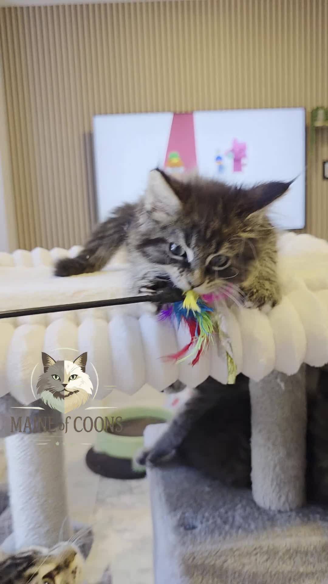 Maine Coon cats for sale: Maine coon kittens - Video 3