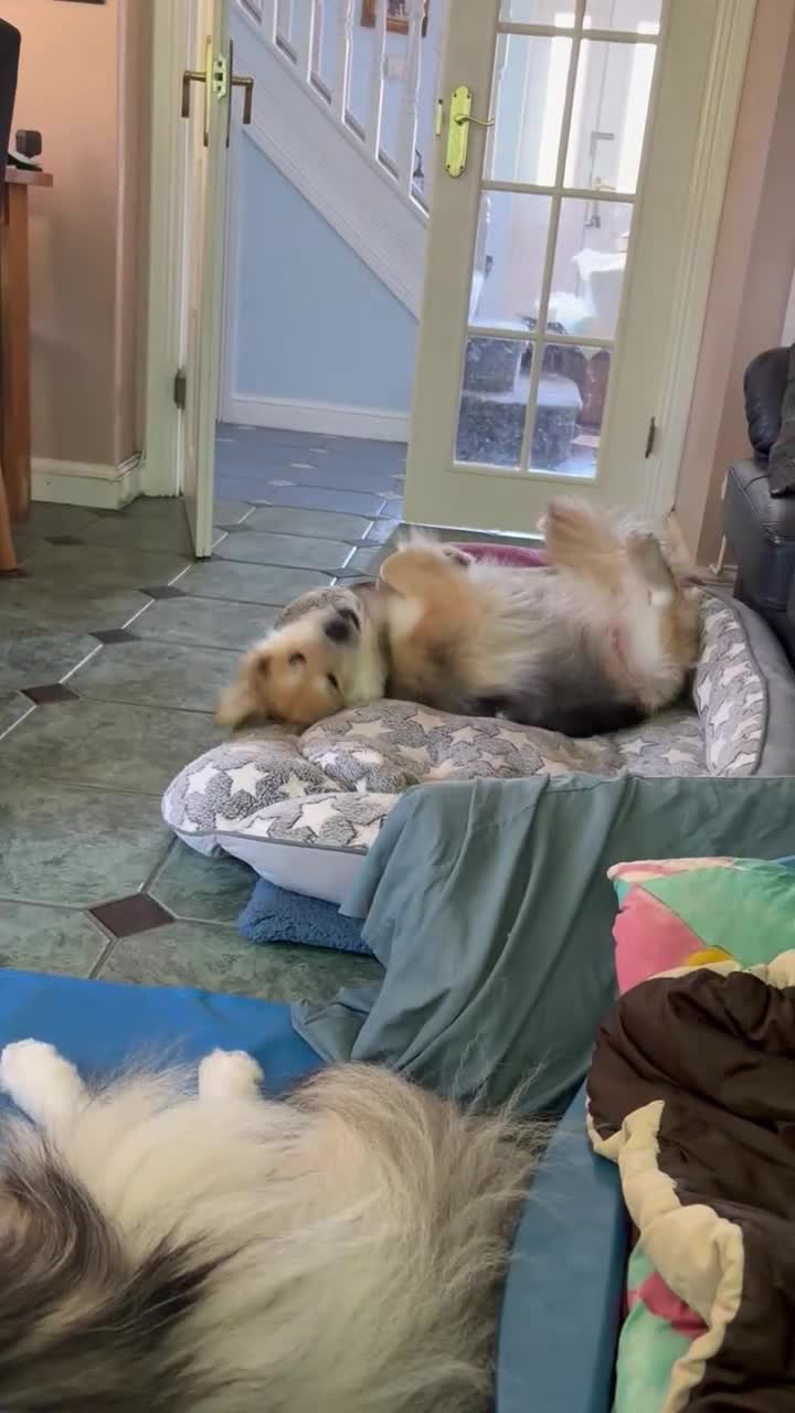 Mixed Breed dogs for sale: Meet Micah😍 - Video 2