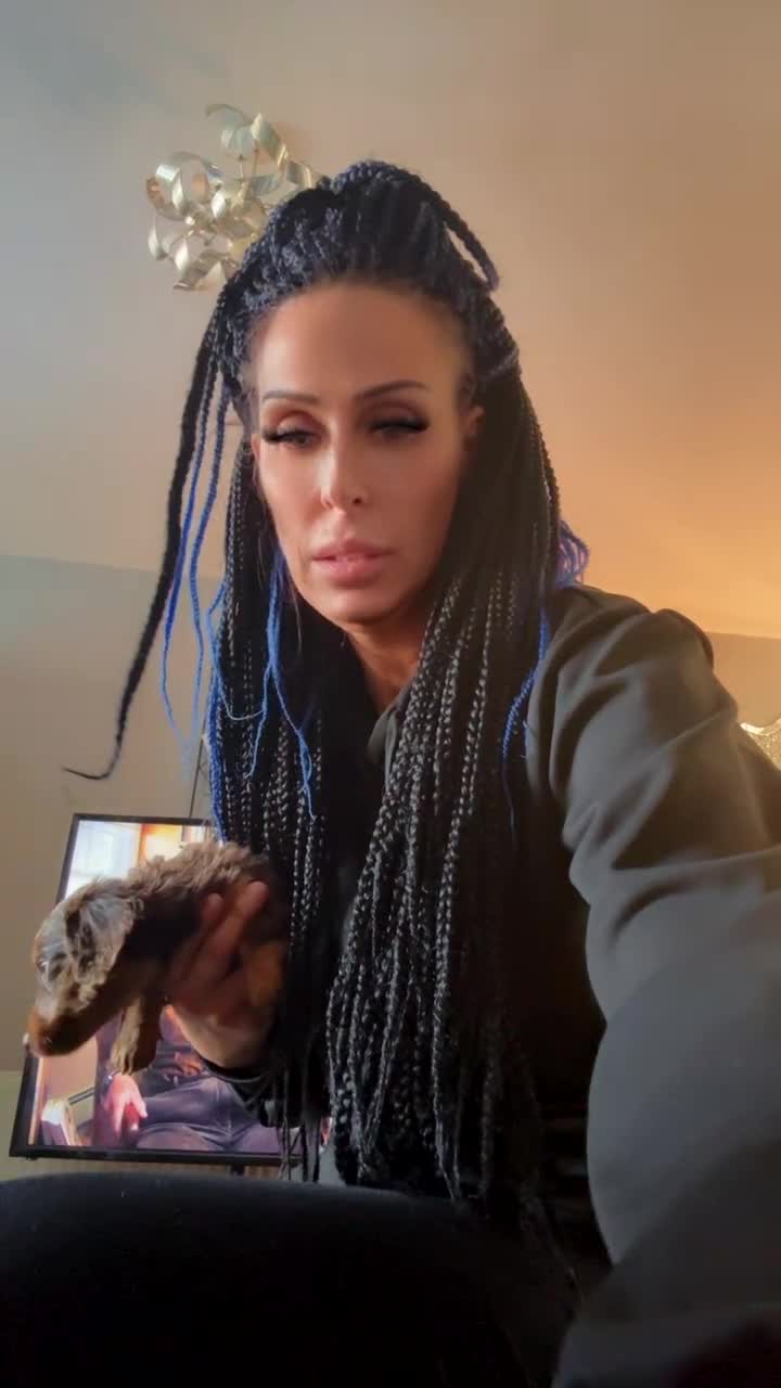 Dachshund dogs for sale: Beautiful dashhounds - Video 4