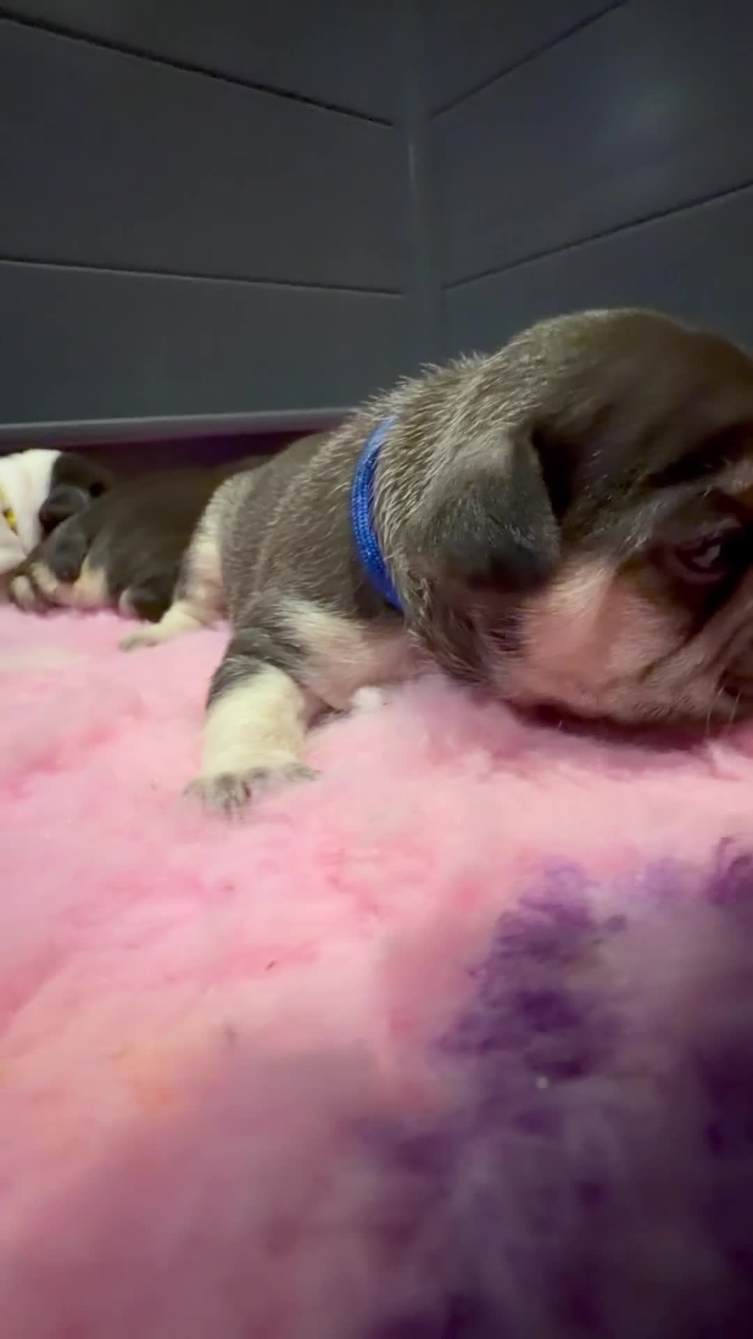 French Bulldog dogs for sale: RKC French bulldog puppy’s health tested parents  - Video 2