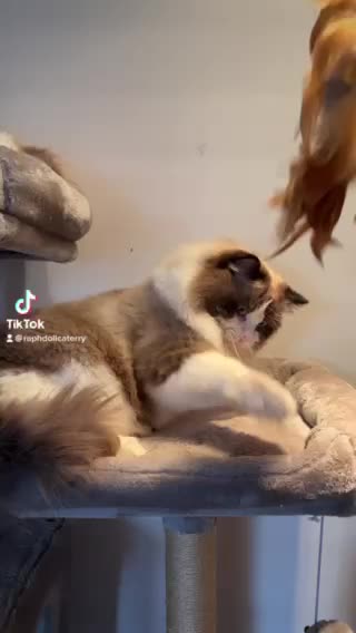Ragdoll cats for stud: 5 Pedigree TICA European Famous R-Bloodline  in London - Video 3