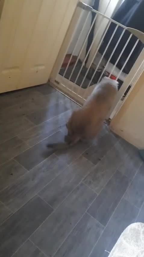 Mixed Breed dogs for sale: Caucasian Shepherd x lurcher  - Video 1