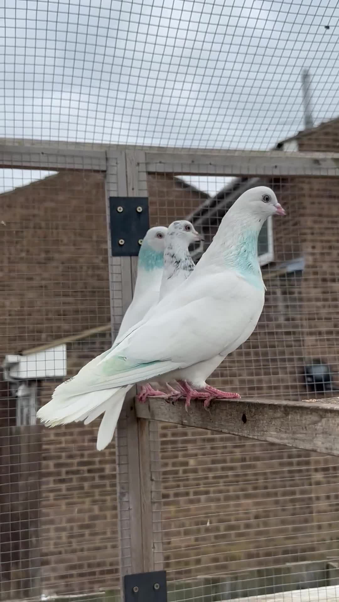Pigeons birds for sale: Quality pigeons for sale  - Video 2