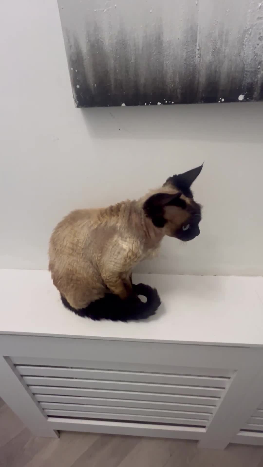 Devon Rex cats for sale: Beautiful seal point Devon Rex boy - Video 1