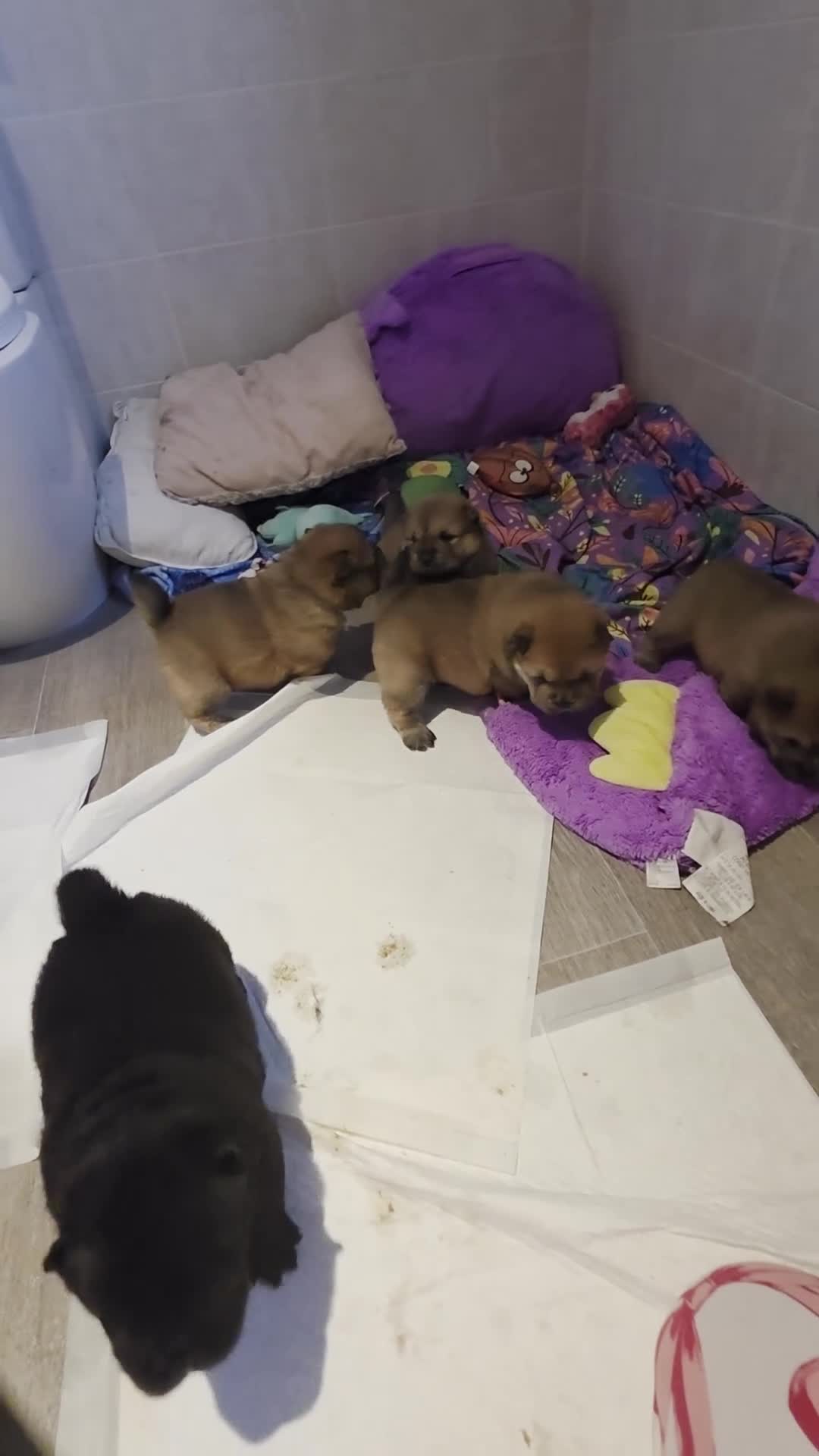 Chow Chow dogs for sale: Chow chow pups - Video 3