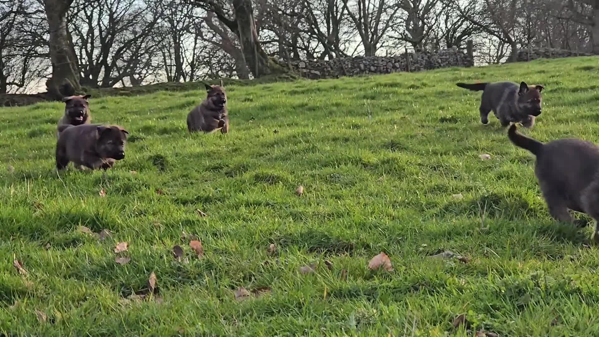 German Shepherd dogs for sale: Working line german shepherd pups  - Video 1