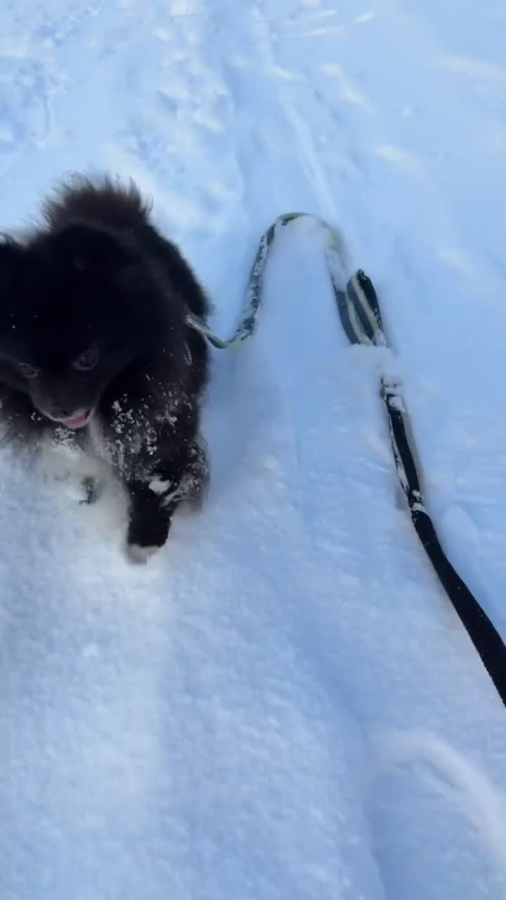 Pomeranian dogs for stud: Beautiful Oliver up for stud! in Filey - Video 1