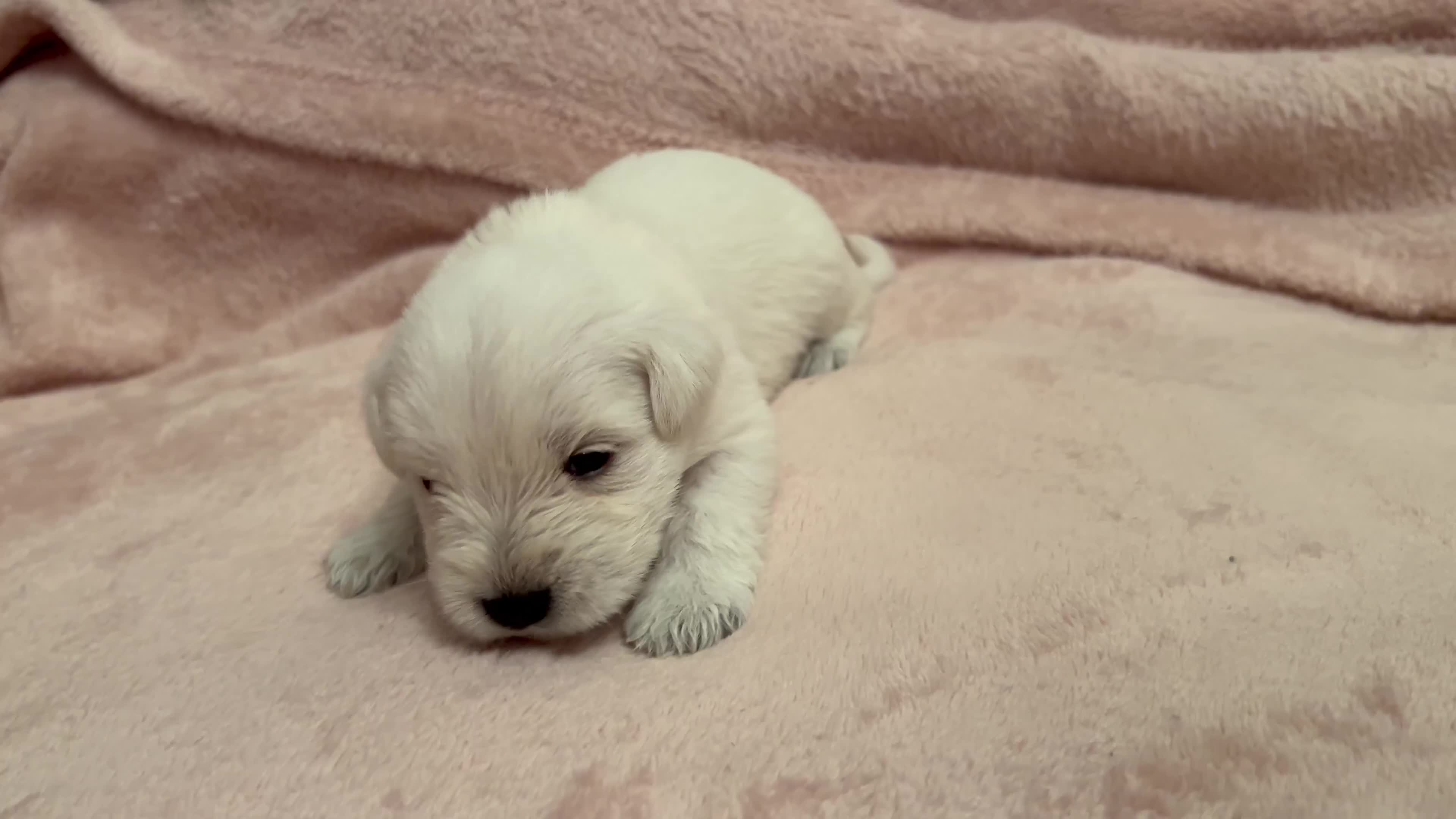 Miniature Schnauzer dogs for sale: Stunning KC Reg Miniature Schnauzers  - Video 2