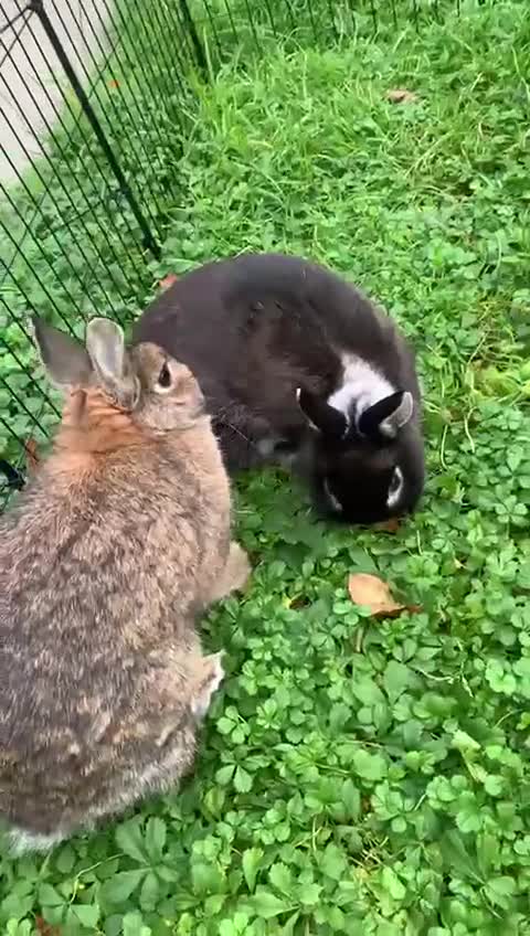 Netherland Dwarf rabbits for sale: Netherland Dwarf Rabbits - Video 1
