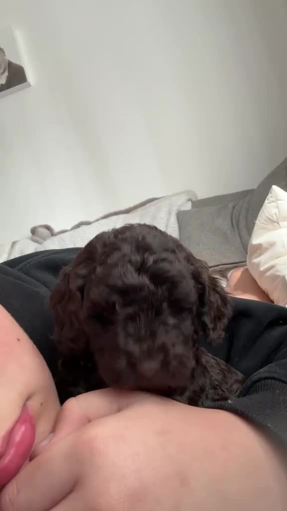 Labradoodle dogs for sale: Adorable chocolate and black miniature pups  - Video 2