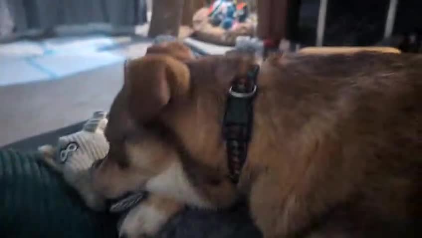 Mixed Breed dogs for adoption: URGENT:❤️DIANA❤️Social Loving 8 month old girl - Video 1