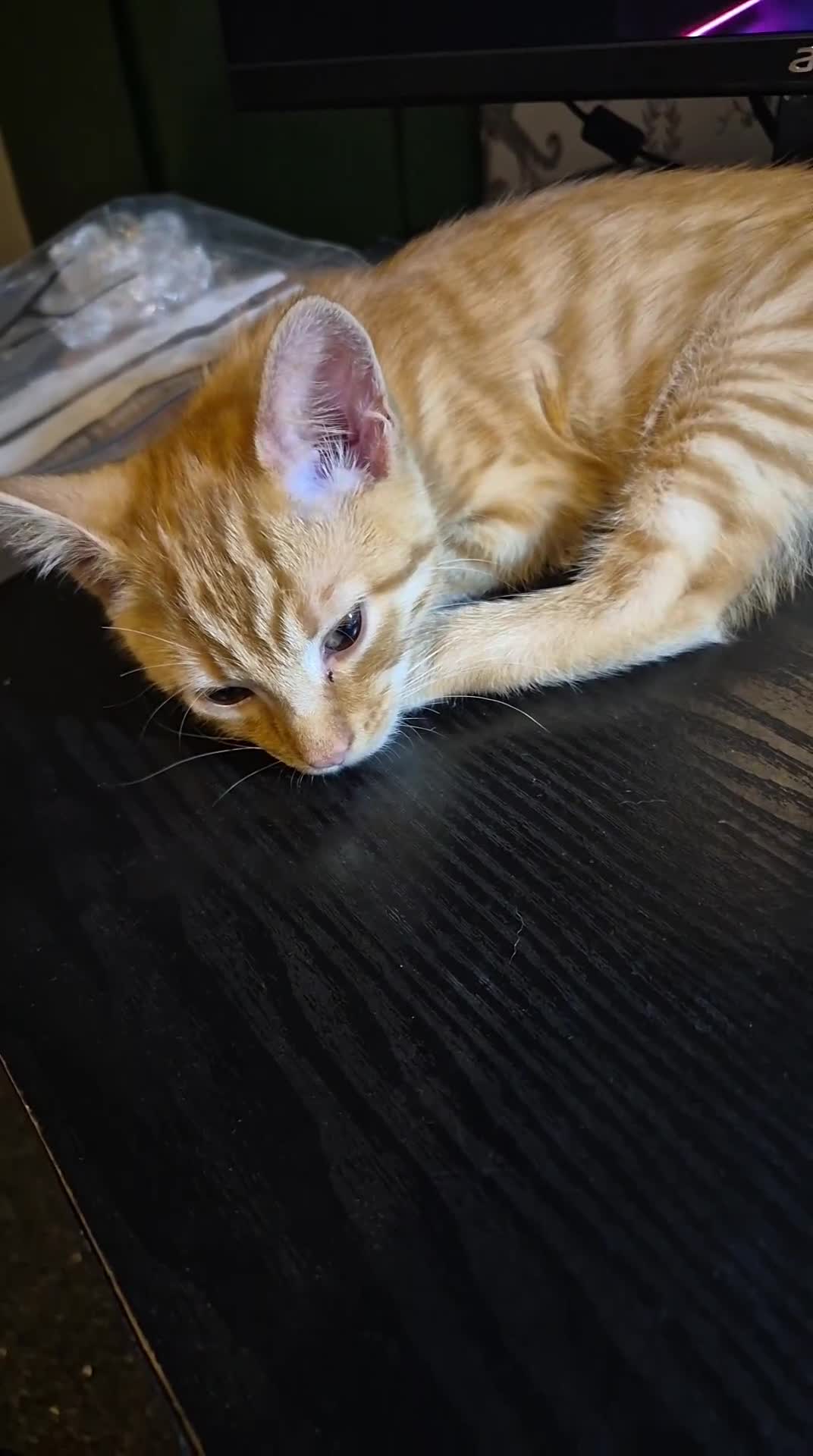 British Shorthair cats for sale: Ginger male kitten (main coon x british shorthair) - Video 1