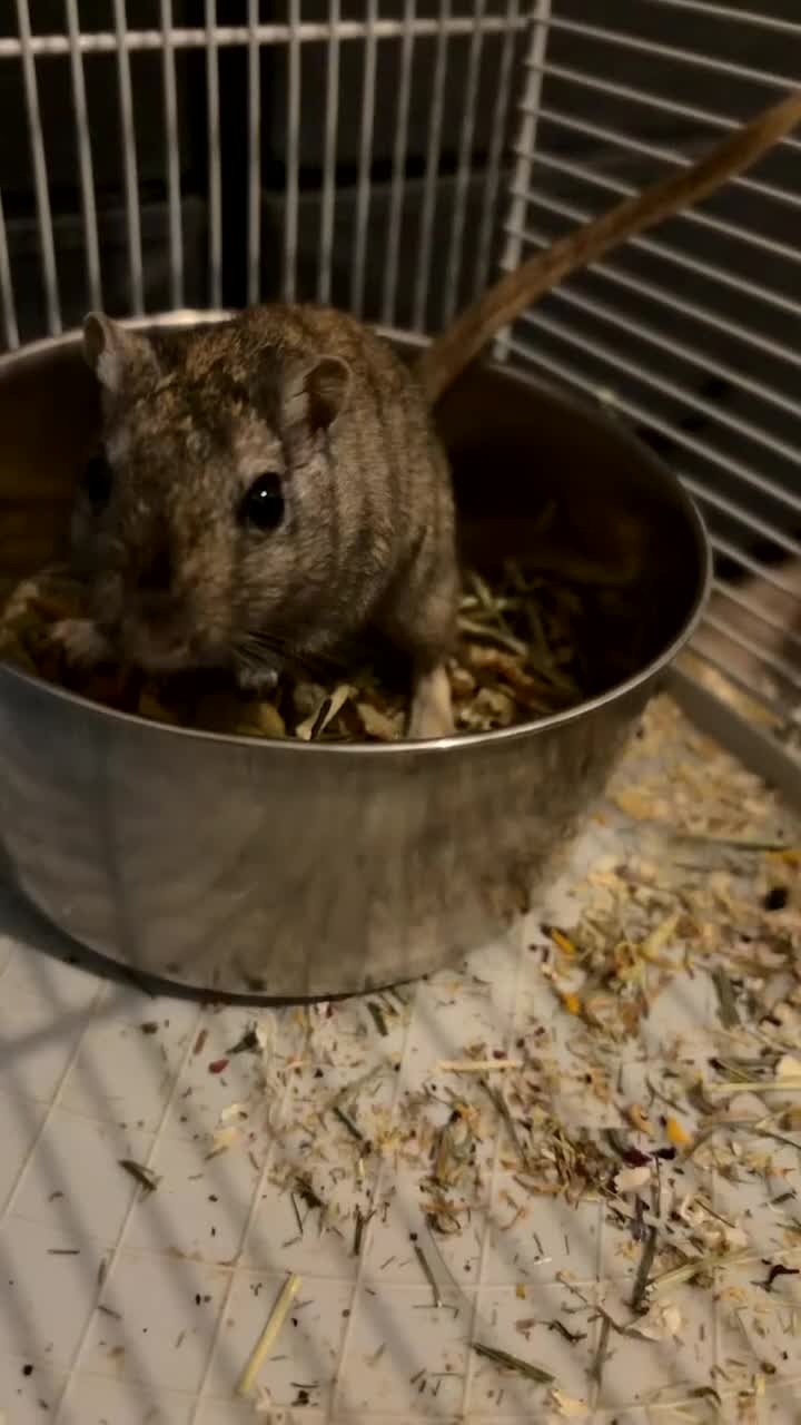 Gerbil rodents for sale: Two female gerbils. in Liversedge - Video 1