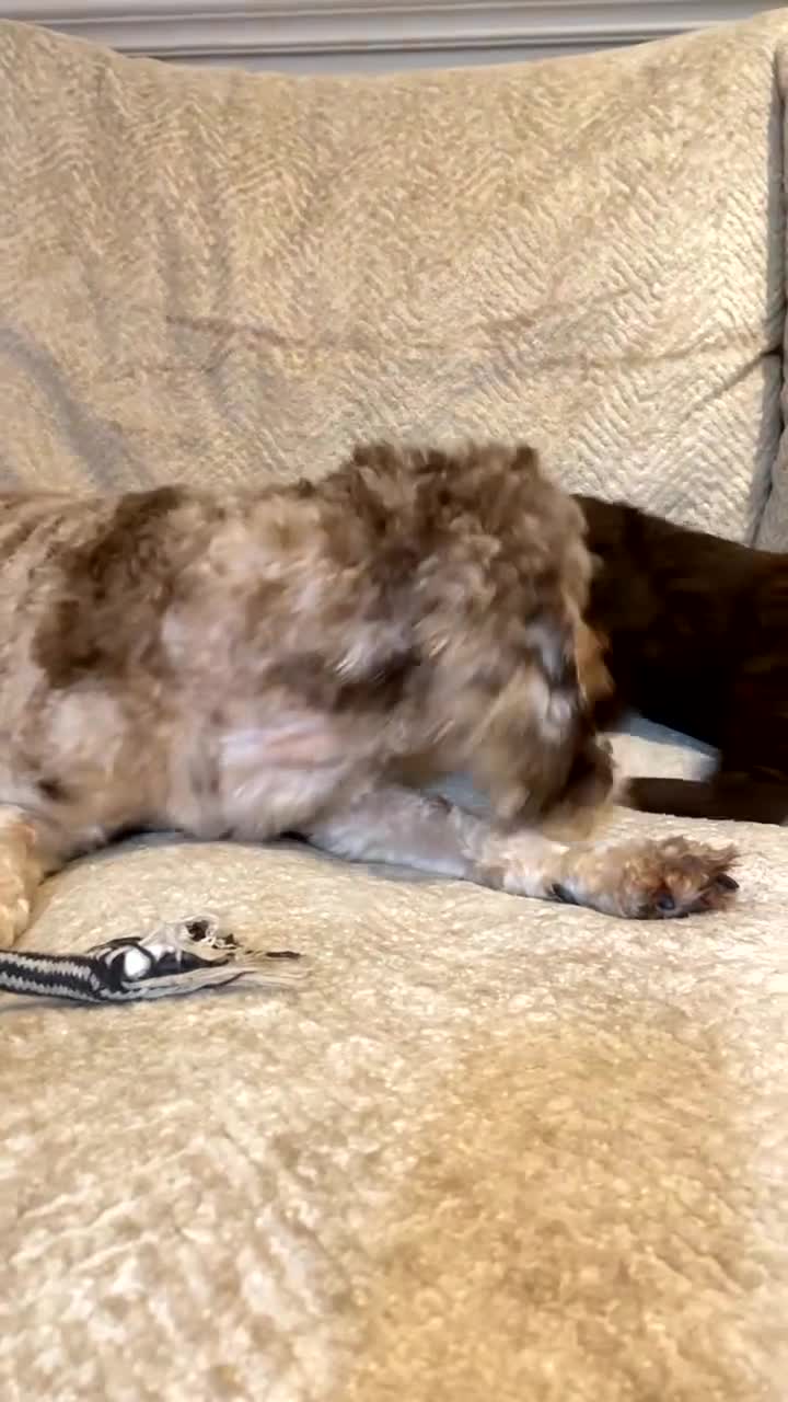Cockapoo dogs for sale: F1B cockapoos READY TO LEAVE - Video 1