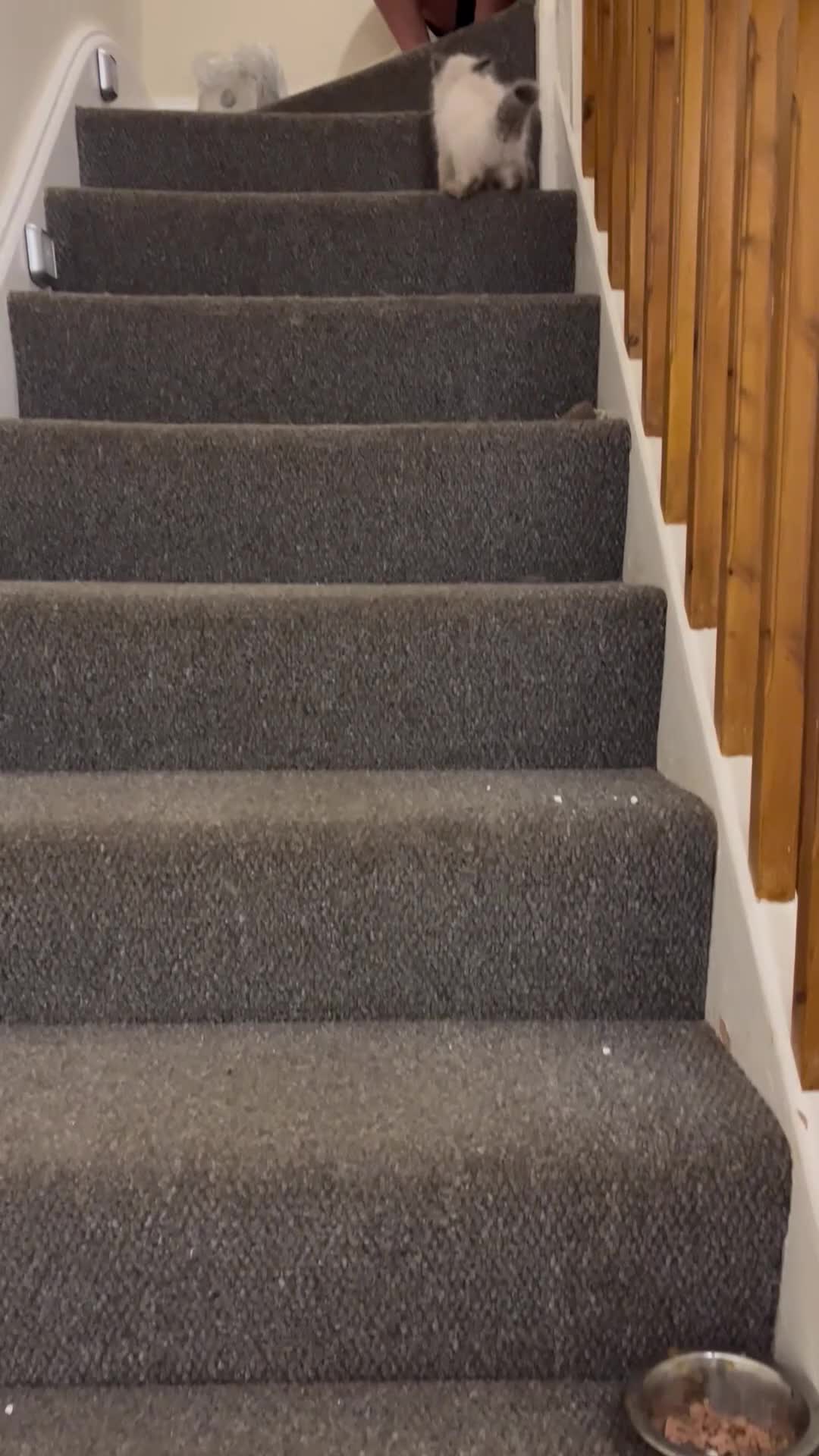 Ragdoll cats for sale:  Beautiful Pure Ragdoll kittens  - Video 3