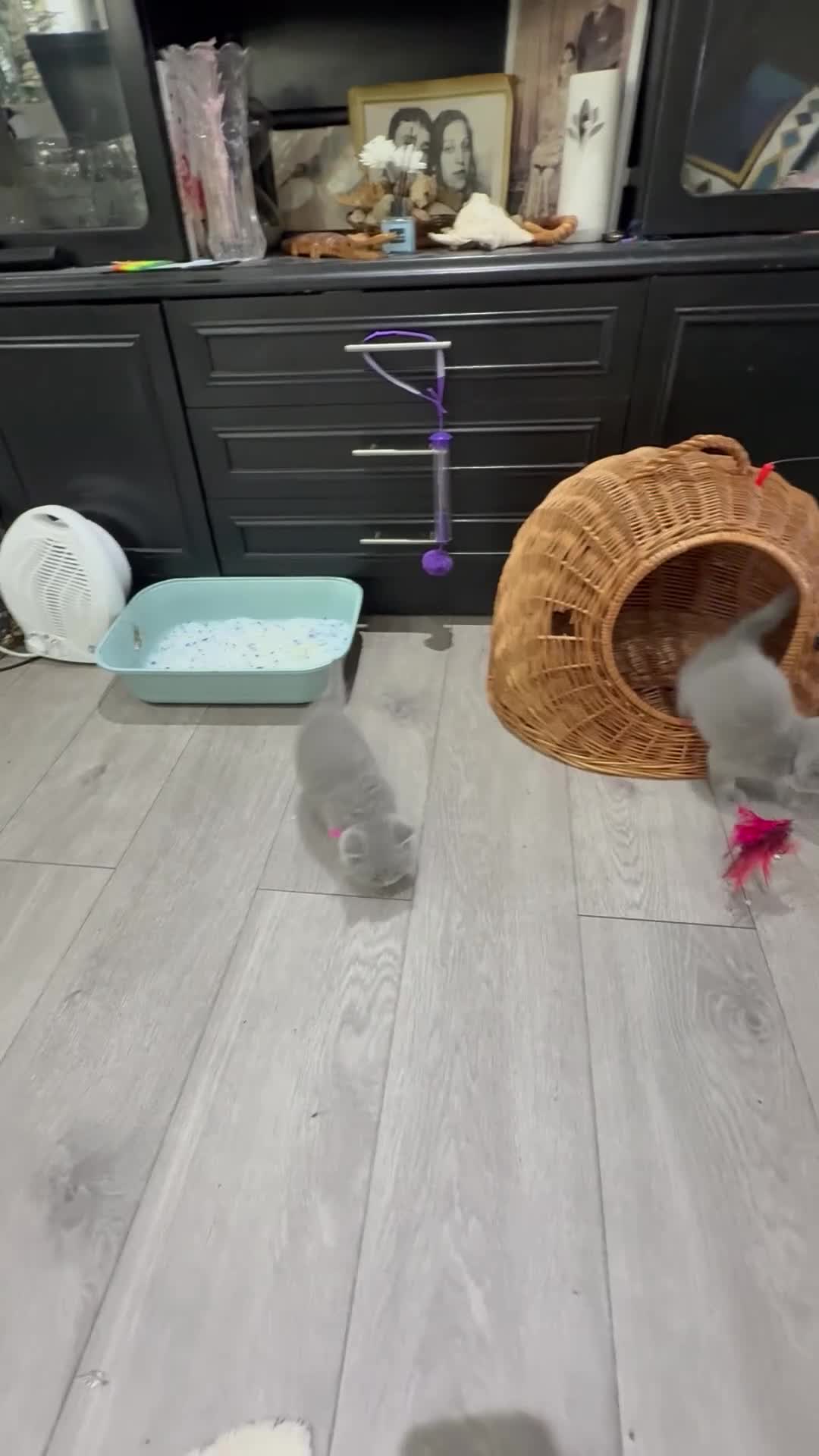 British Shorthair cats for sale: Gorgeous BHS kittens from grand champion gccf stud - Video 1