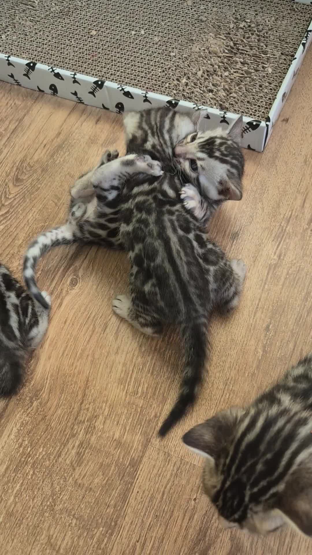 Bengal cats for sale: Champion Bloodline TICA Bengal Kittens in Peterborough - Video 3
