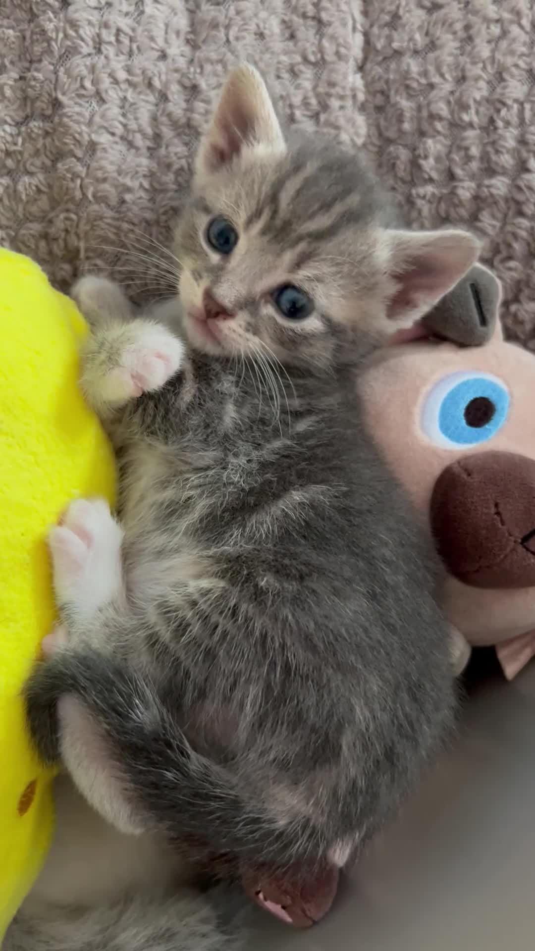 Mixed Breed cats for sale: Kittens for Sale £185 - Video 1