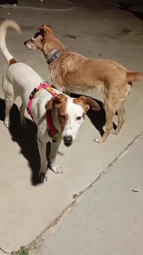 Mixed Breed dogs for adoption: Leo’s  just a young dog  🐶🐾 - Video 2