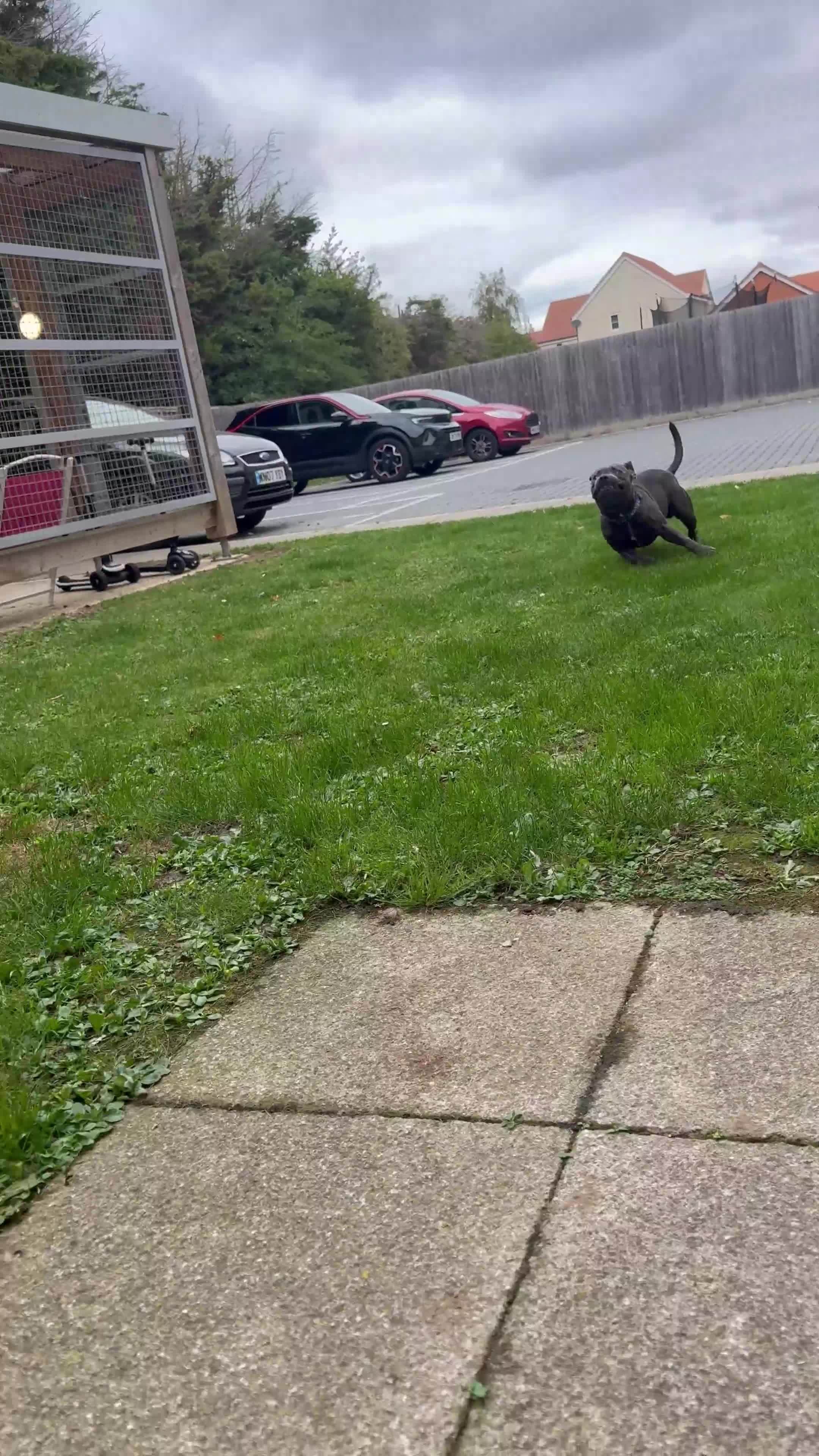 Staffordshire Bull Terrier dogs for sale: Tyson 🐾 The Blue Staff - Video 1