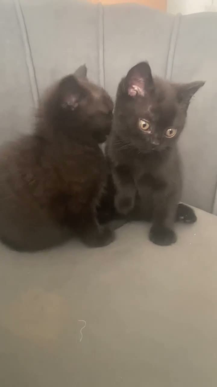 British Shorthair cats for sale: 2 Beautiful British Shorthair Kittens - Video 1