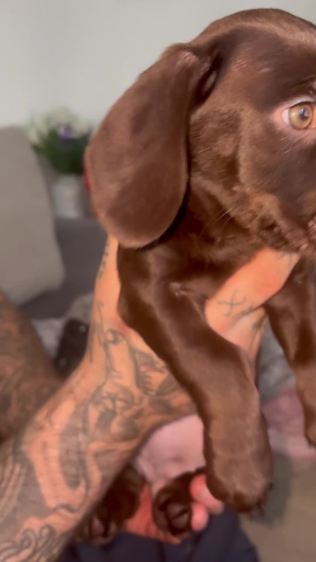 Labradoodle dogs for sale: mini labradoodle mix / LAST 2 GIRLS READY NOW! - Video 1