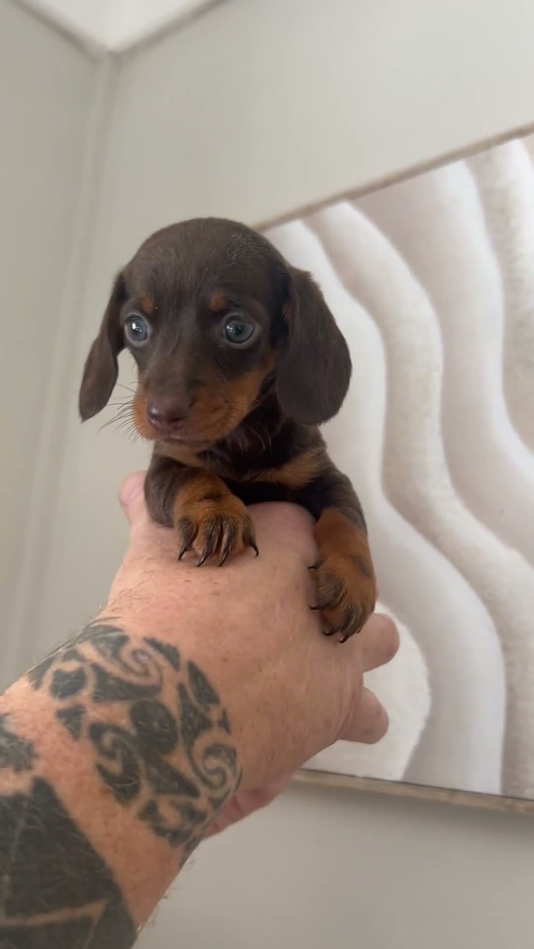 Miniature Dachshund dogs for sale: MINIATURE DACHSHUND PUPPIES FOR SALE - Video 2