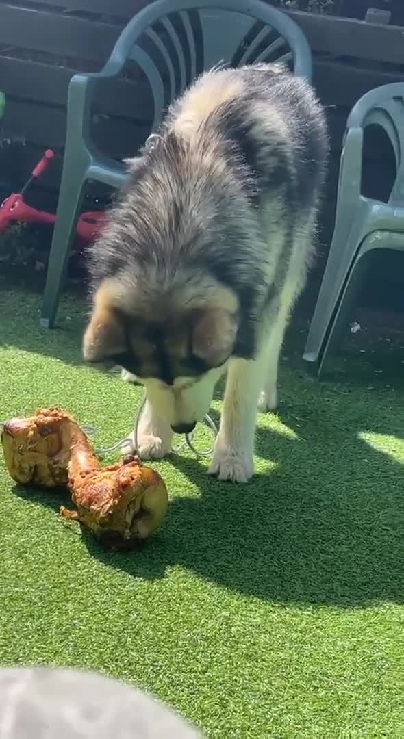 Alaskan Malamute dogs for stud: Alaskan Malamute Stud PROVEN in Darwen - Video 2
