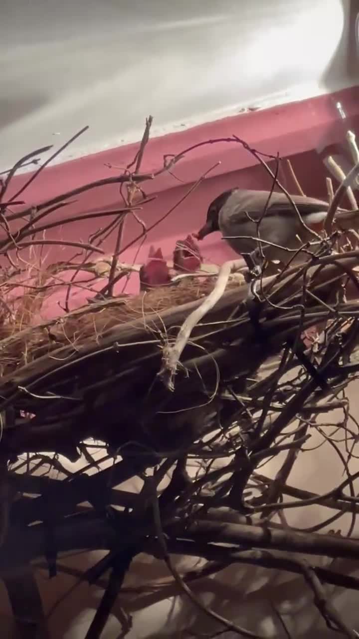 Parrots birds for sale: Red- vented bulbul - Video 3