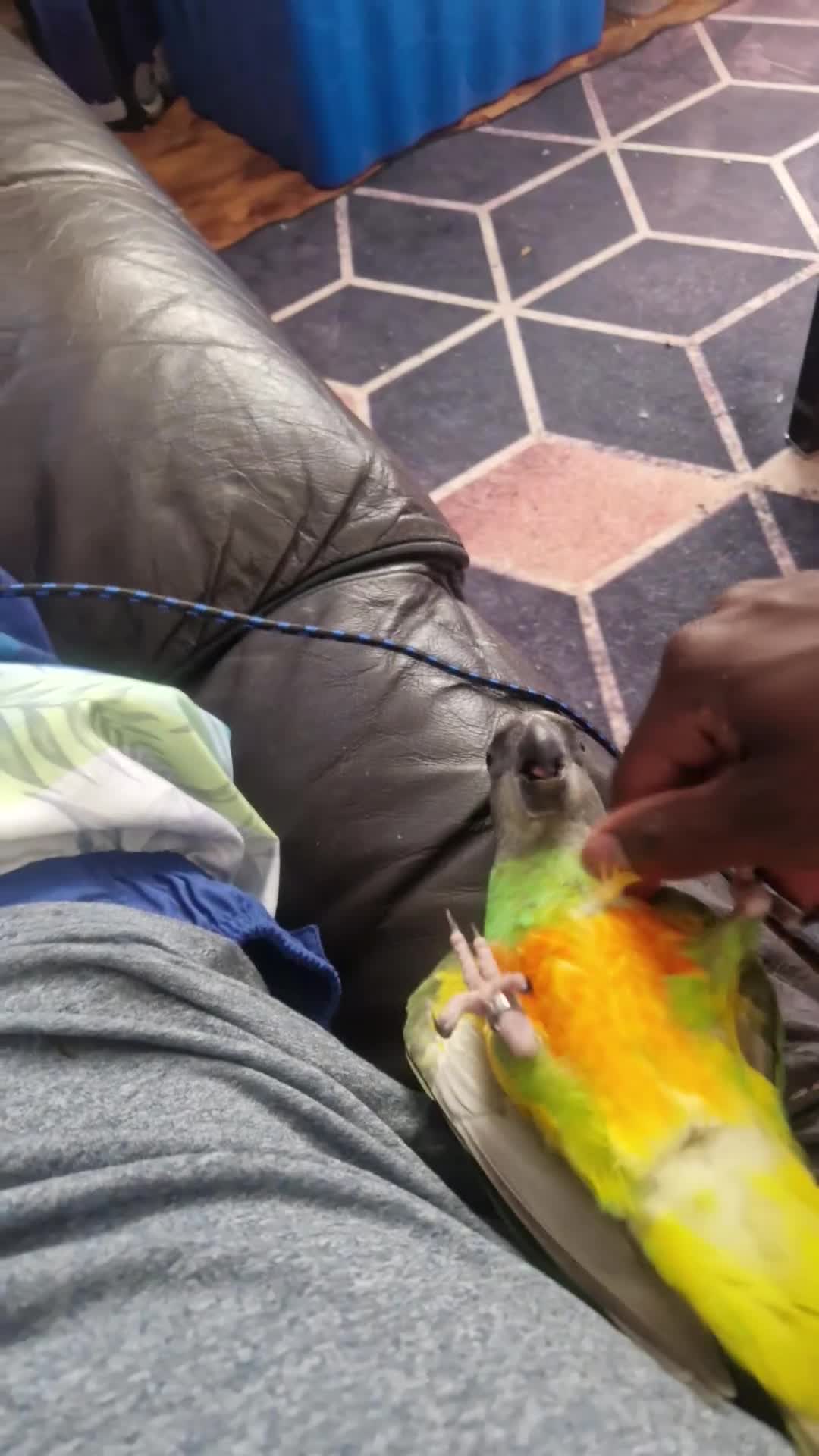 Parrots birds for sale: Tame 18 month old Senegal Parrot - Video 1