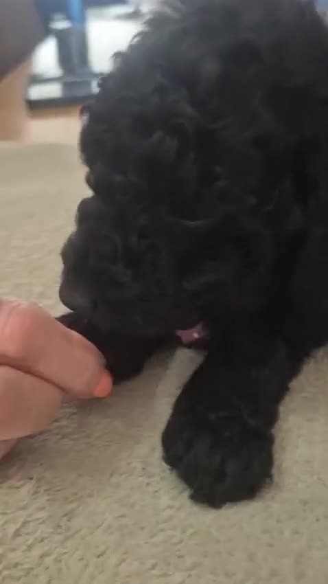 Sproodle dogs for sale: Beautiful Sproodles 1 black girl&1 chocolate boy - Video 4