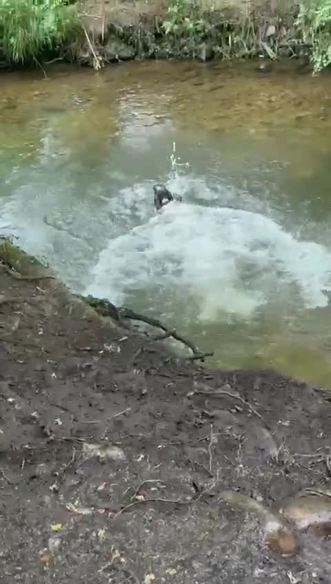 English Springer Spaniel dogs for stud: English springer spaniel to stud. - Video 1