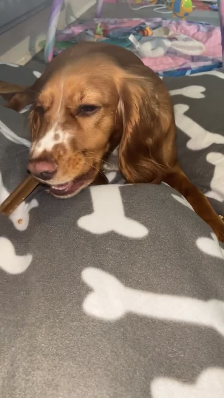 Cocker Spaniel dogs for sale: Cocker spaniel - Video 4