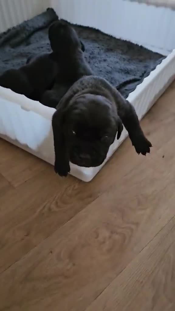 Mixed Breed dogs for sale: Bullador puppies  - Video 1