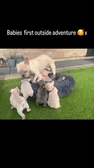 French Bulldog dogs for stud: Now FBCE GOLD! x OFFER- Fertility package inc in Matlock - Video 4
