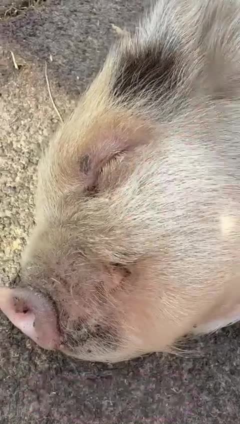 Pig livestock for sale: Just 2 Irresistible Mini Pigs left !  in Colchester - Video 1