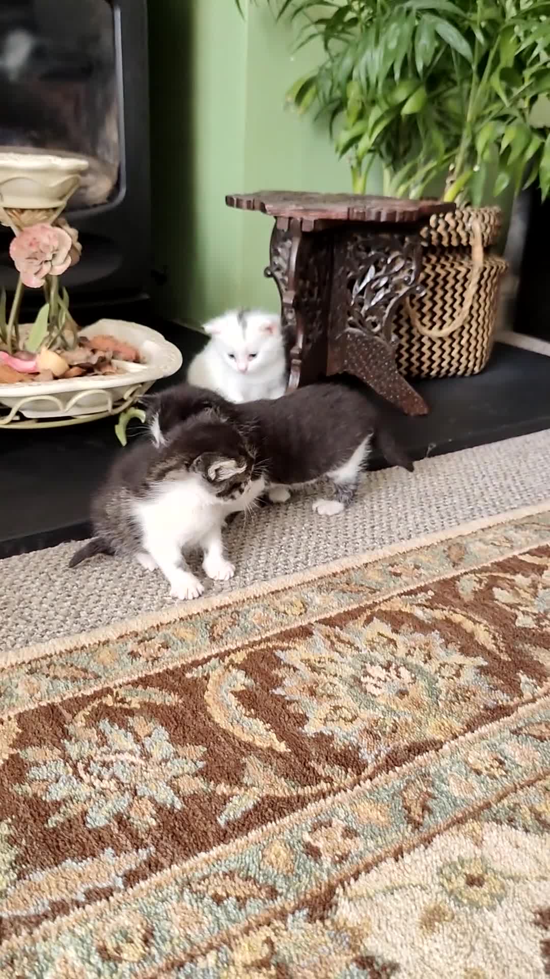 Turkish Angora cats for sale: Turkish Angora kittens for sale - Video 4