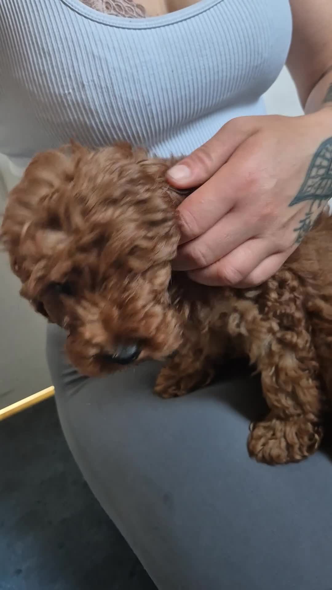 Cavapoo dogs for sale: Beautiful litter ❤️❤️ - Video 1