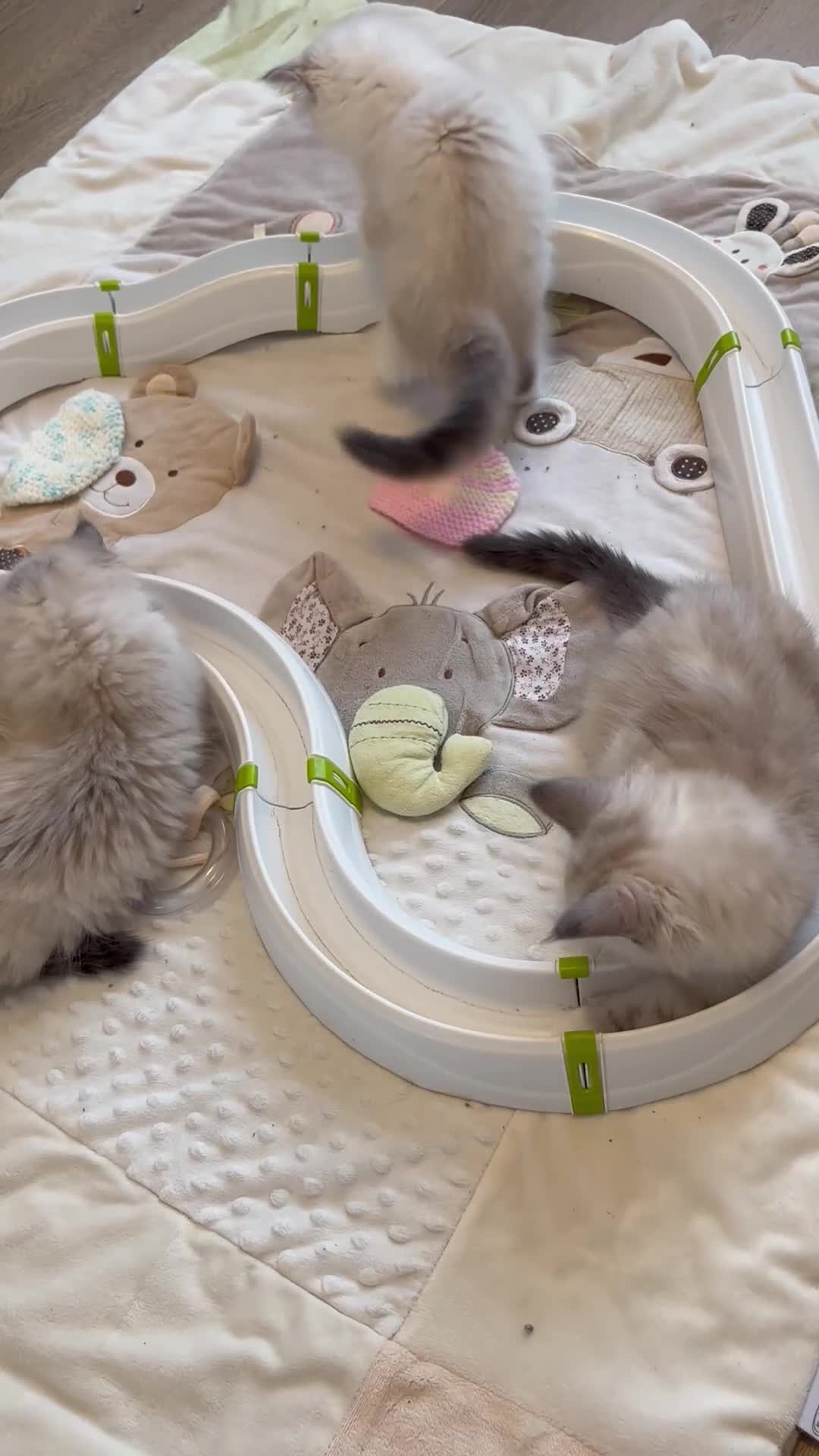 Siberian cats for sale: GCCF Registered Siberian Kitten For Sale  - Video 1