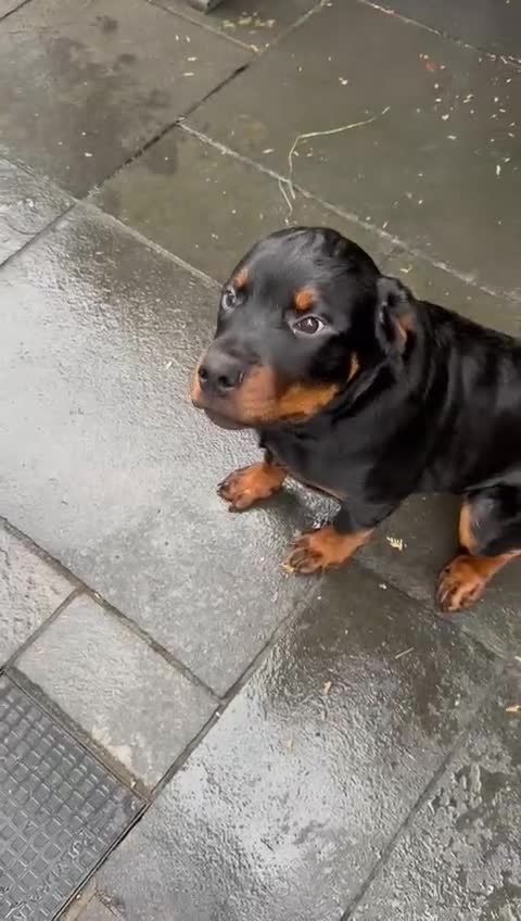 Rottweiler dogs for sale: Massive Rottweiler  - Video 1