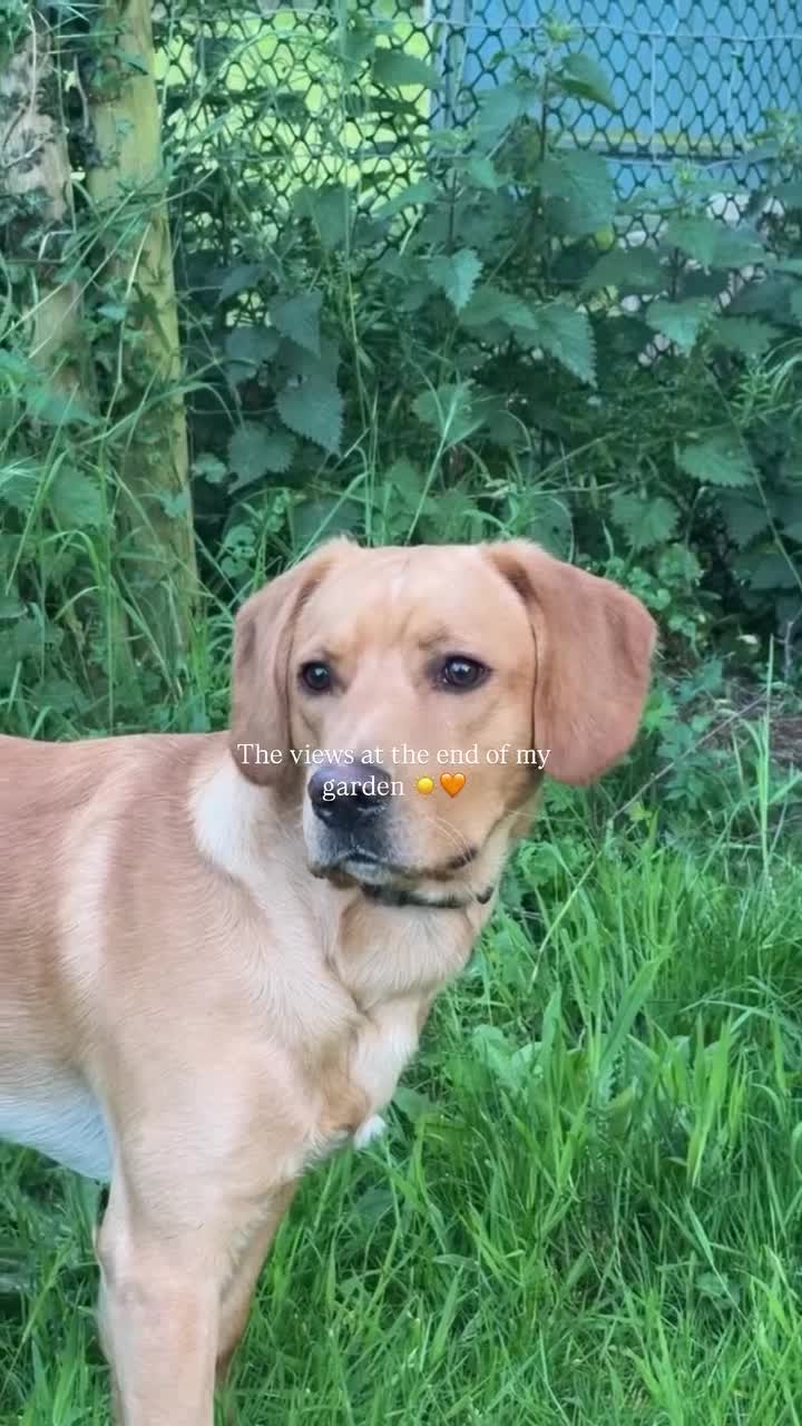 Cockerdor dogs for sale: Rehoming our beloved Cockerdor in Norwich - Video 1