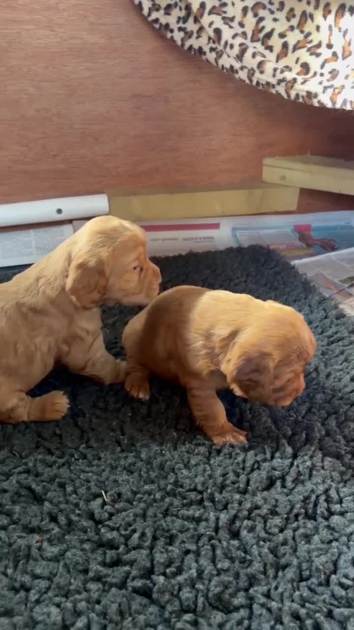 Cocker Spaniel dogs for sale: Kc reg golden Cocker puppies for sale - Video 3