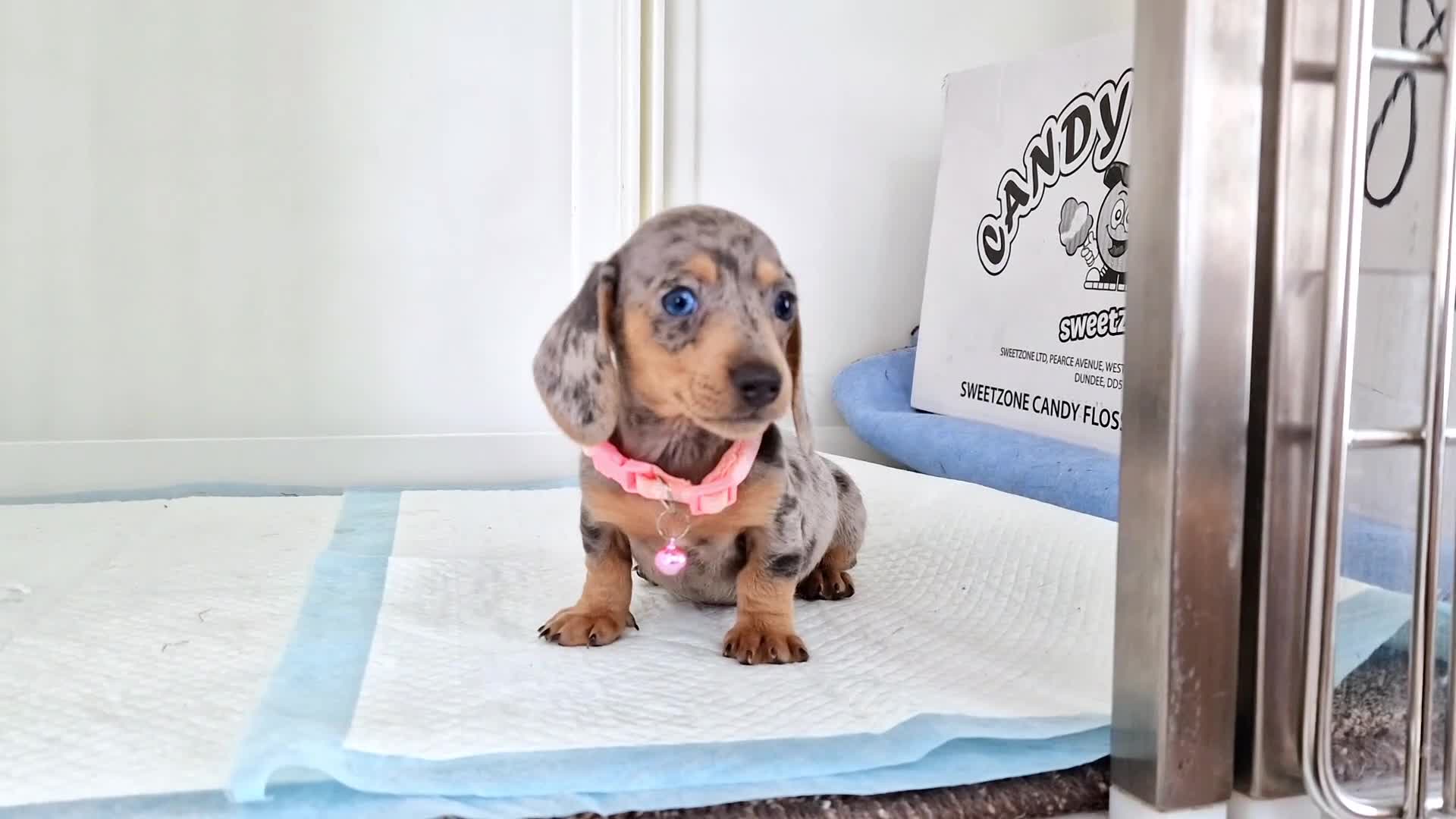 Dachshund dogs for sale: BLUE DAPPLE FEMALE AVAILABLE READY NOW  - Video 2