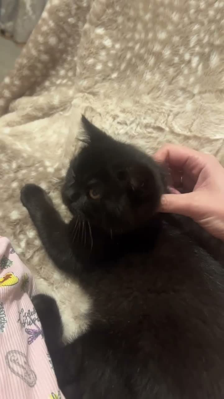 British Shorthair cats for sale: GCCF REG BLACK BRITISH SHORTHAIR BOY 🖤 - Video 1