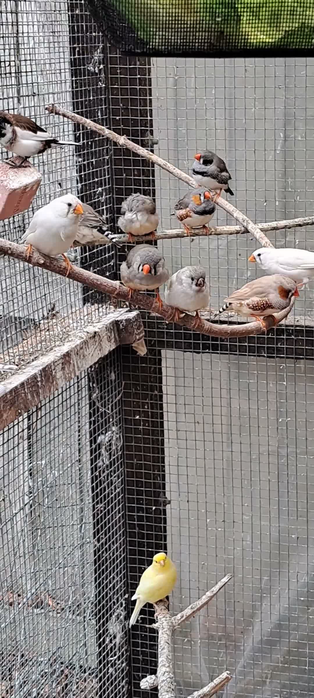 Finches birds for sale: Zebra finches - Swindon  - Video 1