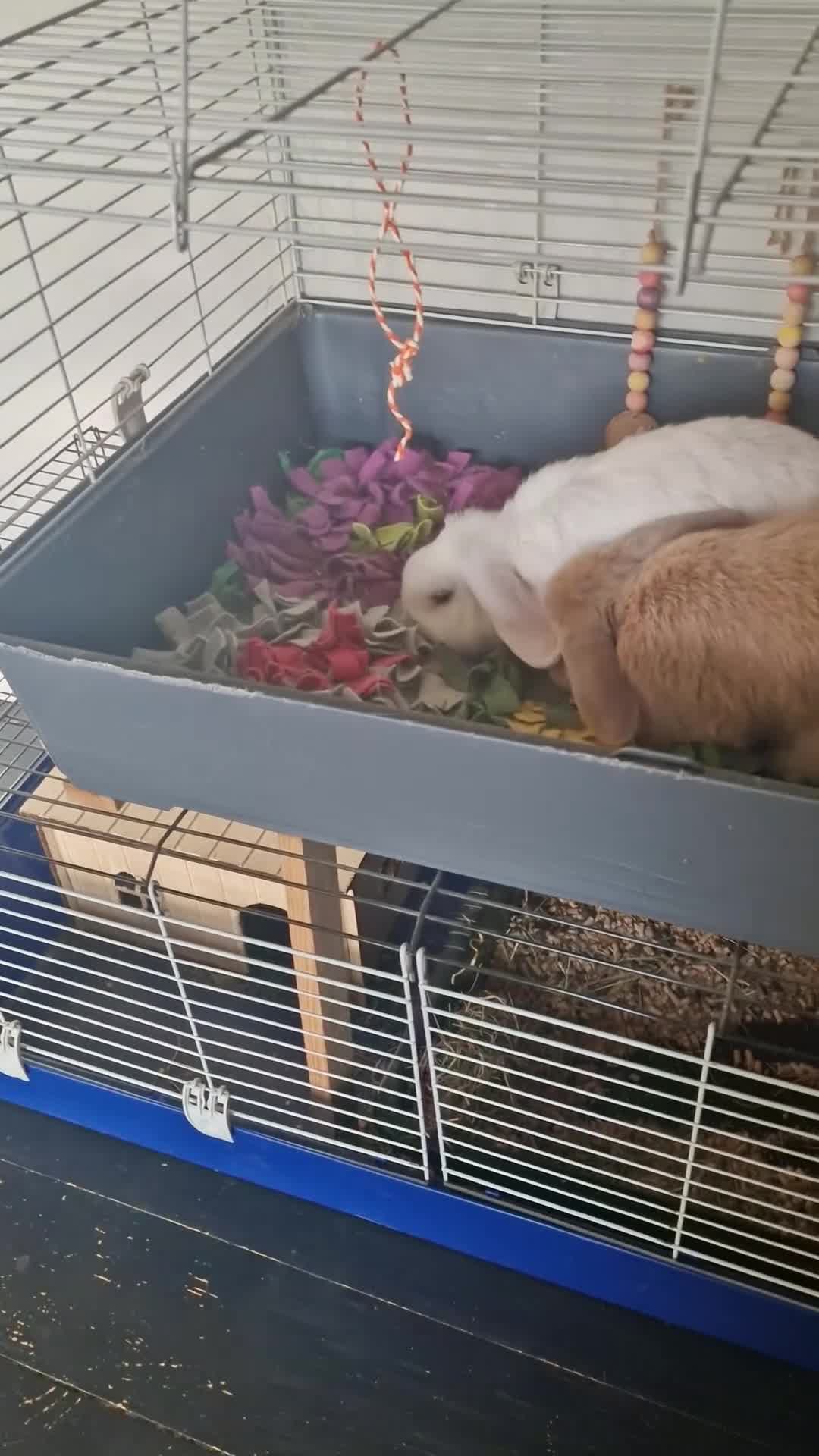 Mini Lop rabbits for sale: Two beautiful mini lops - Video 1