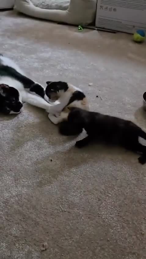 Mixed Breed cats for sale: Three beautiful kittens looking for a new home  in Birmingham - Video 1