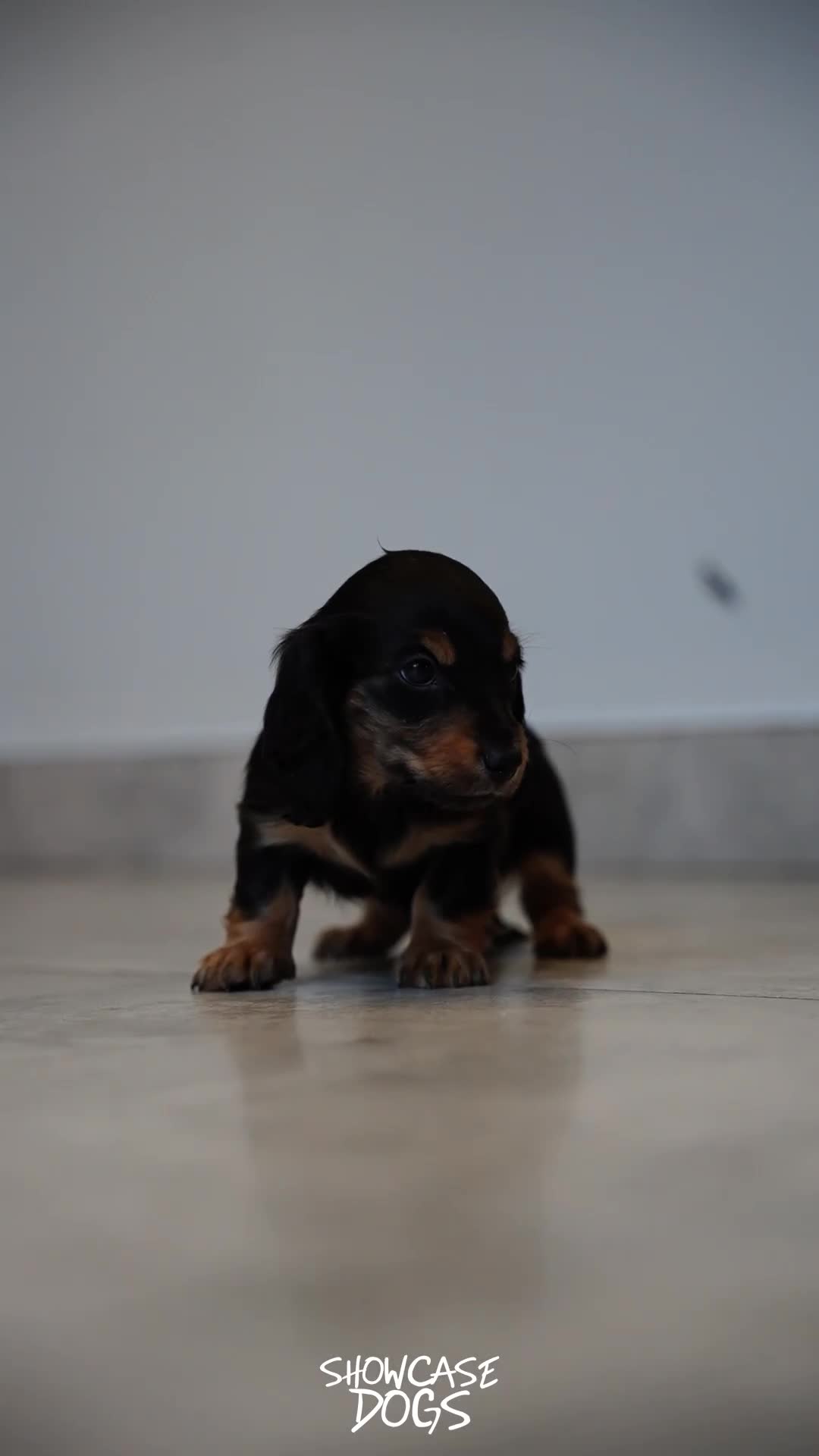 Miniature Dachshund dogs for sale: Miniature long haired dachshund  - Video 3
