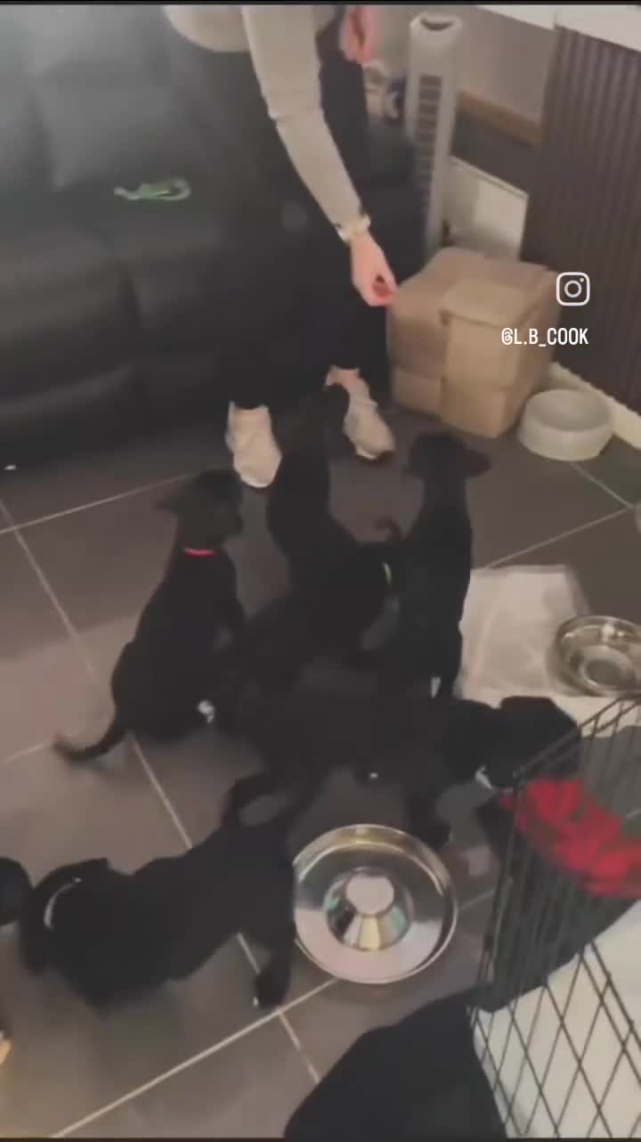 Cane Corso dogs for sale: ❗️READY TO GO NOW❗️2 FEMALE CANE CORSO - Video 1